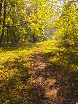 Forest in autumn,leaves on the ground in nature