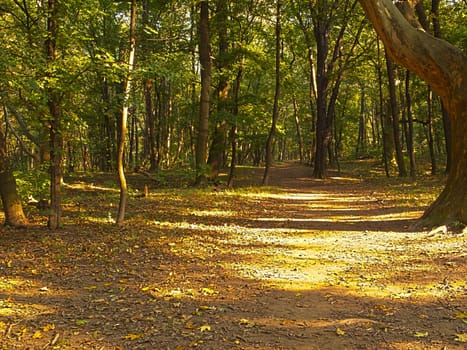 Forest in autumn,leaves on the ground in nature