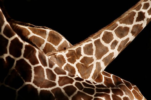 Three reticulated giraffes