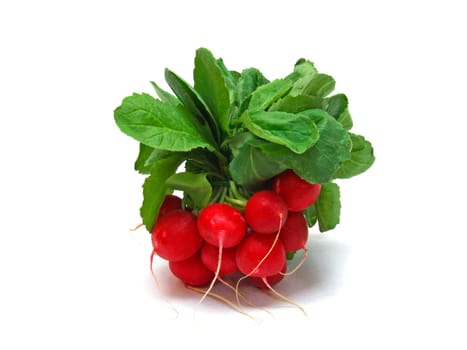 Radish