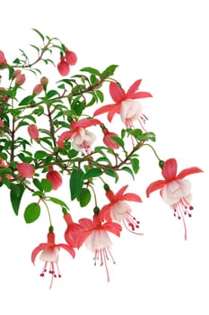 Fuchsia flowers over white background