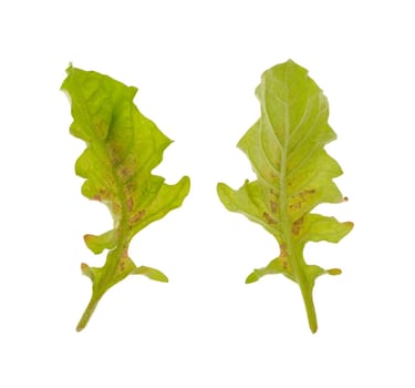 Diseased leaf of Gerbera Daisy - fungal attacked