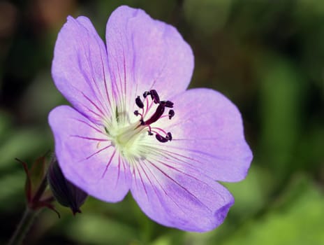 Cranesbill in October