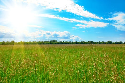 Field of green grass and perfect blue sky