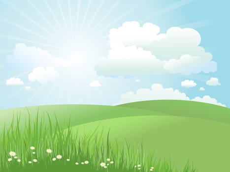 Summer landscape with daisies in grass