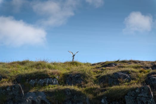 sea ​​swallow on the peninsula in Iceland Vatnsnes