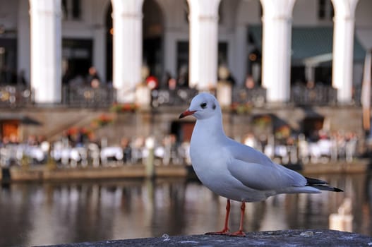 Seagull on the Alster