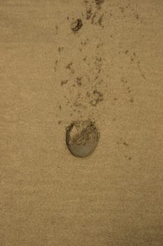 hoofprints on a sandy ballybunion beach on irelands west coast