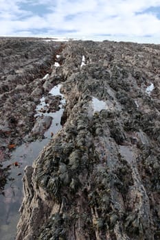 seaweed hanging from rocks on the rocky ballybunion coastline on irelands west coast