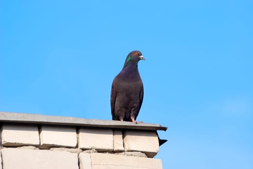 The pigeon sits on edge of a roof