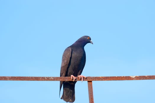 The pigeon sits on a handrail of a roof