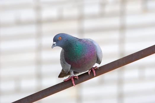 The pigeon sits on an iron pipe