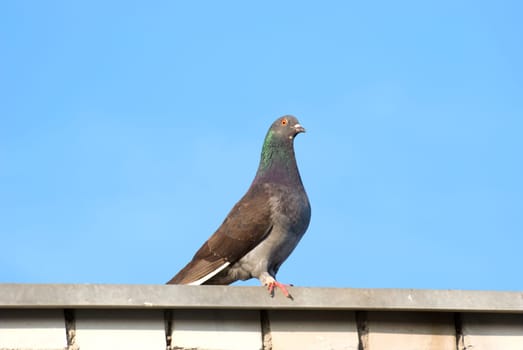 The pigeon sits on edge of a roof