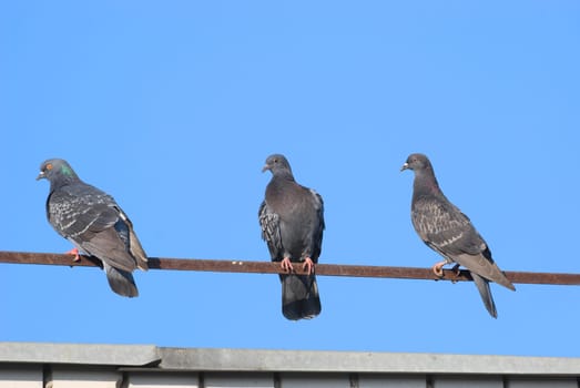 The three pigeons sits on a handrail of a roof