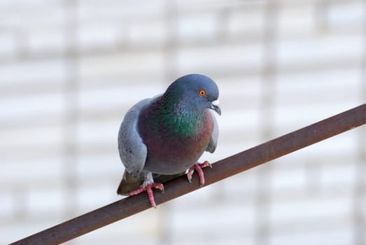 The pigeon sits on an iron pipe