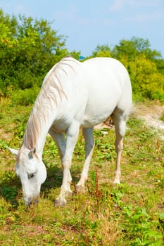Image of a white horse grazing in a pasture