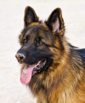 German Shepherd Dog, detail of head, after playing in the sand of the beach.