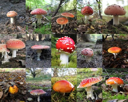 Fly agaric collage