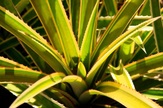 Leaves of the pineapple plant without inflorescence