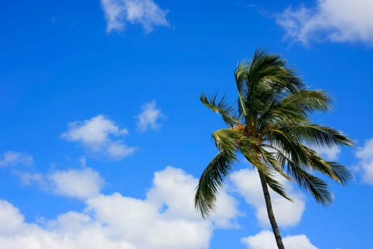 Palm tree in the wind against a slightly cloudy blue sky