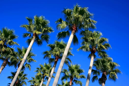Palm trees in front of blue sky from below