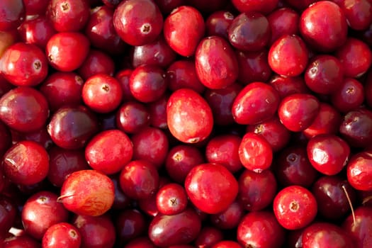 Cranberry