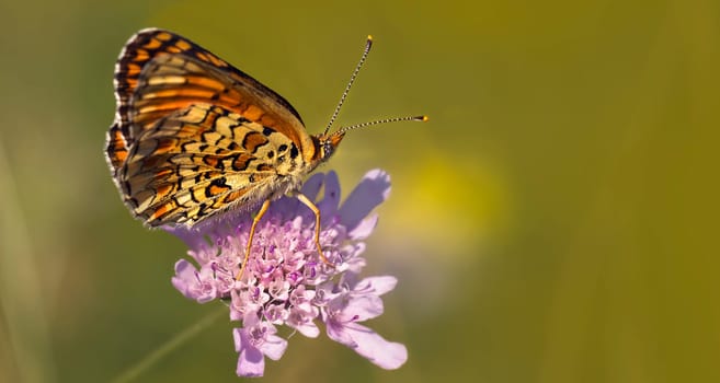 Meadow fritillary