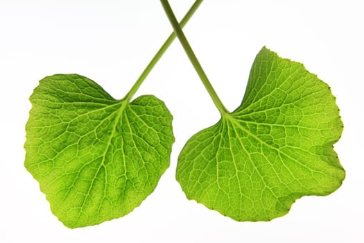 Wasabi