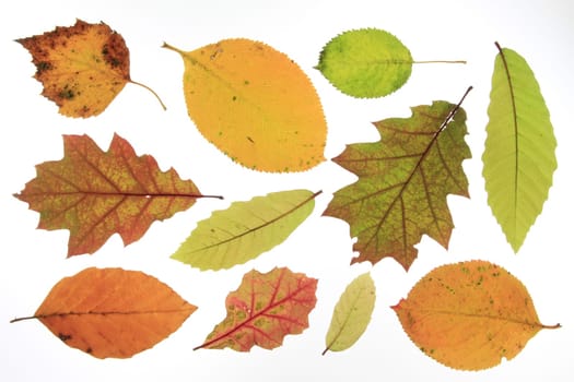 Autumn leaves