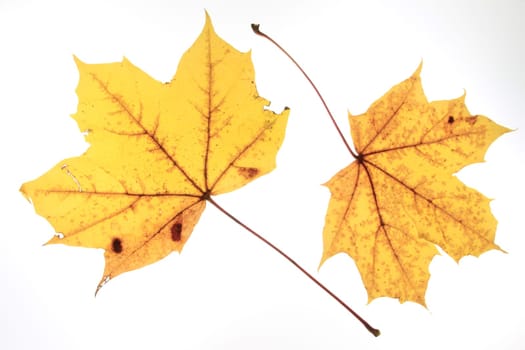 Autumn leaves