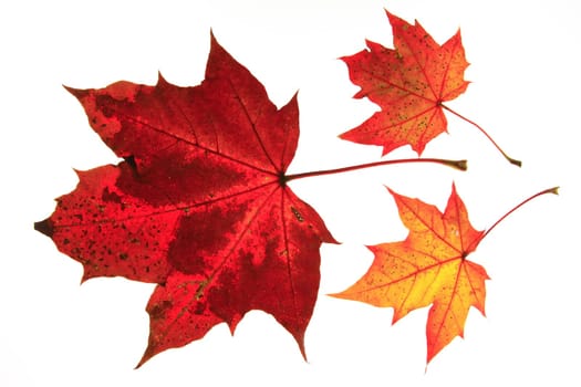 Autumn leaves