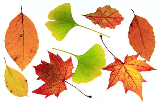 Autumn leaves