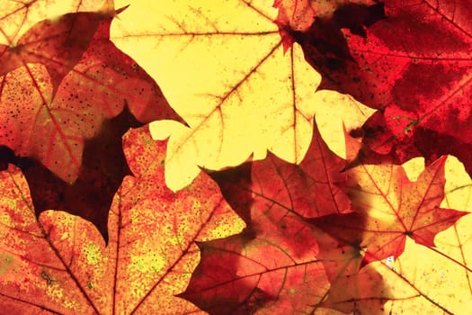 Autumn leaves