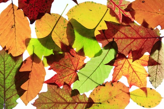 Autumn leaves