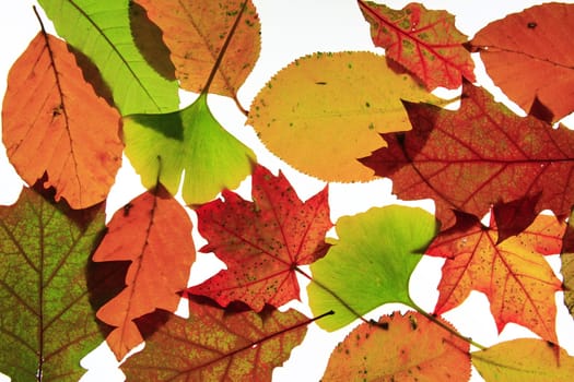 Autumn leaves
