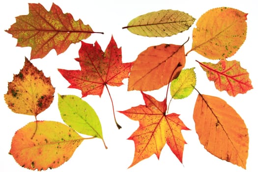 Autumn leaves