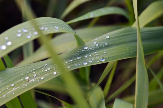 Grass