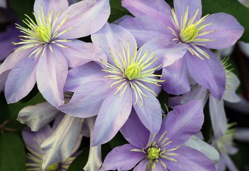 Waldrebe Clematis