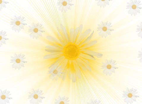Daisy Background