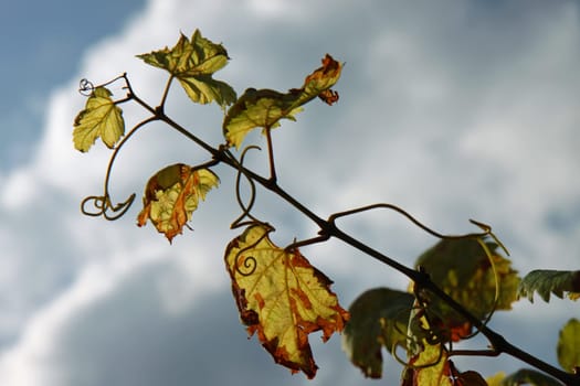 grapevine