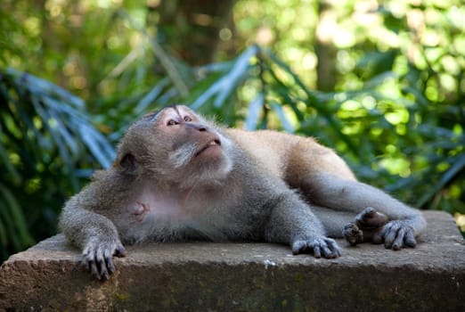 Maraque monkey in Ubud forrest, Bali