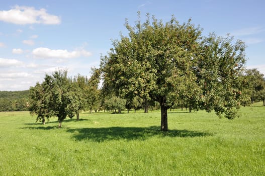 organic fruit trees in a sunny summer day among meadows in baden, germany