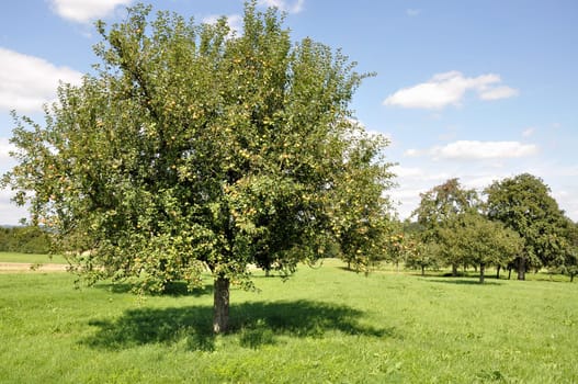 organic fruit trees in a sunny summer day among meadows in baden, germany