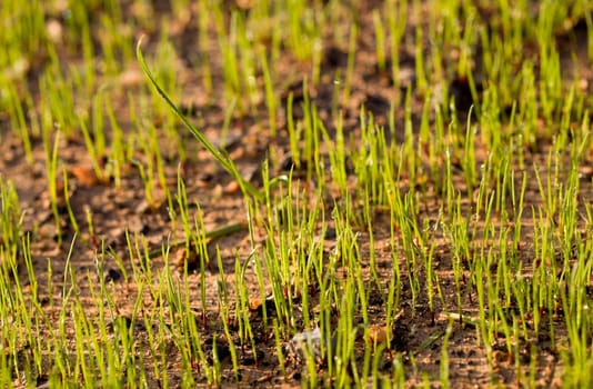 Small macro shot of newly growing grass seeds on a lawn in the early morning with dew