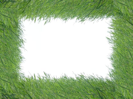 Grass Background