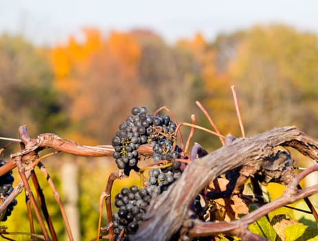 Row between grape vines leads to a set of trees with autumn leaves