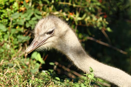 Ostrich Portrait
