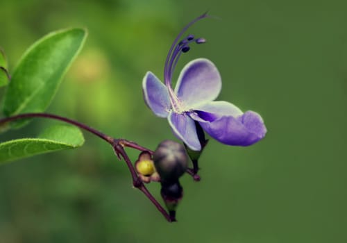 Clerodendrum ugandense [Bluewings]
