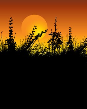 Silhouette of foliage against a night sky