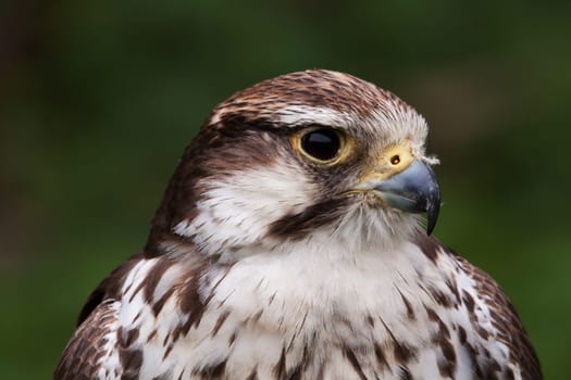 Falcon